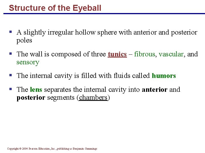 Structure of the Eyeball § A slightly irregular hollow sphere with anterior and posterior