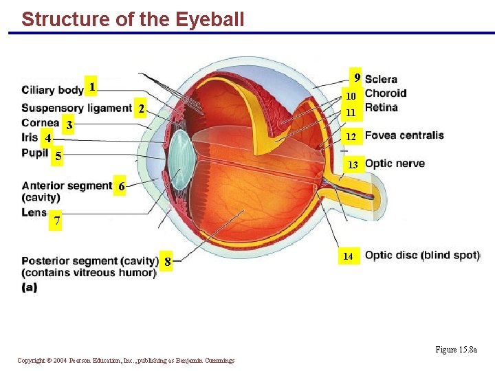 Structure of the Eyeball 9 1 10 2 11 3 4 12 5 13