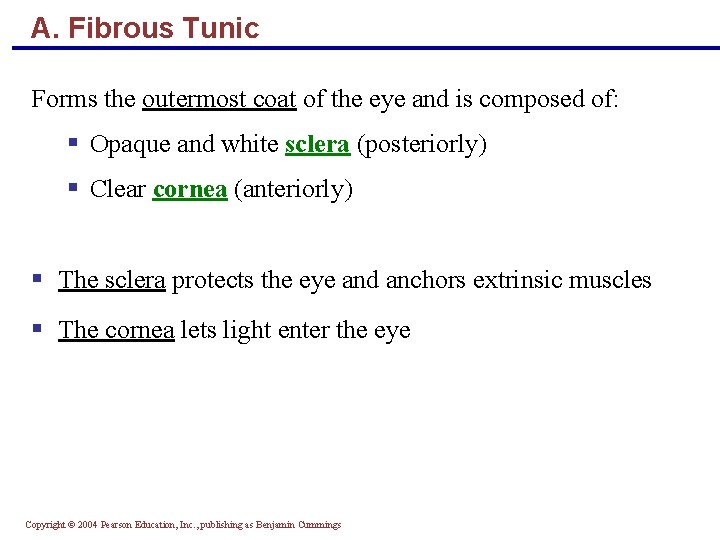 A. Fibrous Tunic Forms the outermost coat of the eye and is composed of: