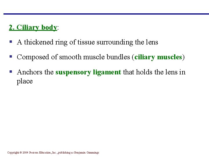 2. Ciliary body: § A thickened ring of tissue surrounding the lens § Composed