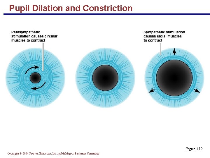 Pupil Dilation and Constriction Figure 15. 9 Copyright © 2004 Pearson Education, Inc. ,