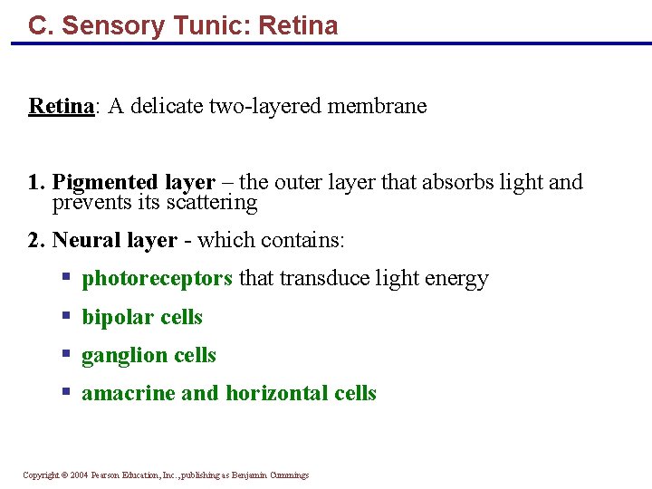 C. Sensory Tunic: Retina: A delicate two-layered membrane 1. Pigmented layer – the outer