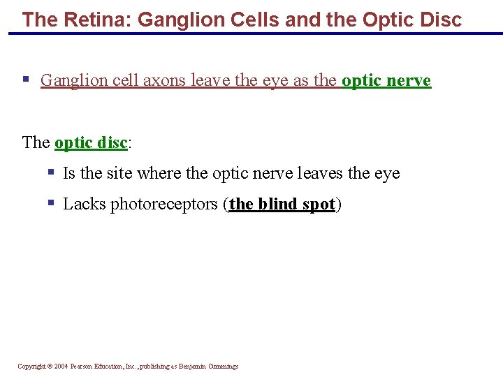 The Retina: Ganglion Cells and the Optic Disc § Ganglion cell axons leave the