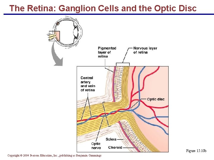 The Retina: Ganglion Cells and the Optic Disc Figure 15. 10 b Copyright ©