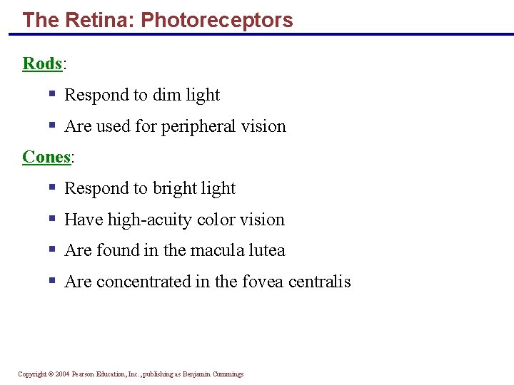 The Retina: Photoreceptors Rods: § Respond to dim light § Are used for peripheral