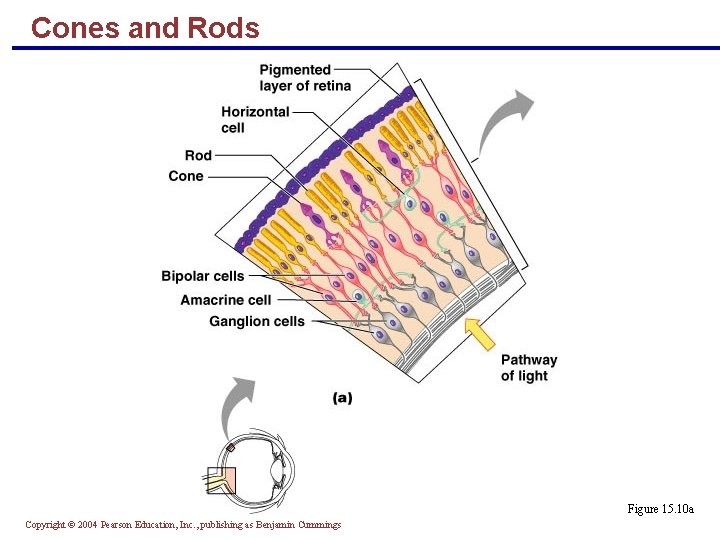 Cones and Rods Figure 15. 10 a Copyright © 2004 Pearson Education, Inc. ,