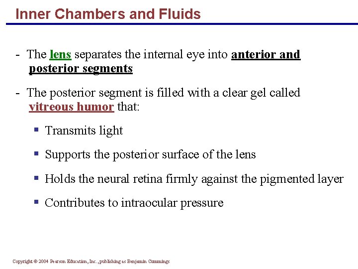 Inner Chambers and Fluids - The lens separates the internal eye into anterior and