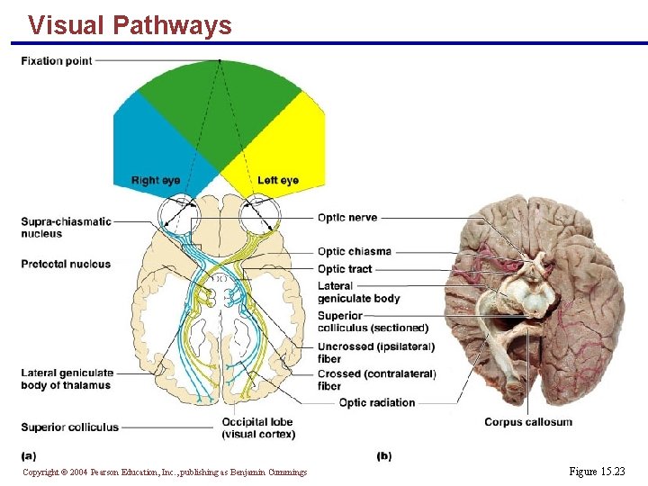 Visual Pathways Copyright © 2004 Pearson Education, Inc. , publishing as Benjamin Cummings Figure