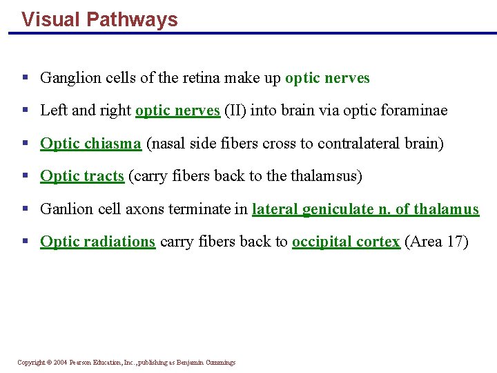 Visual Pathways § Ganglion cells of the retina make up optic nerves § Left