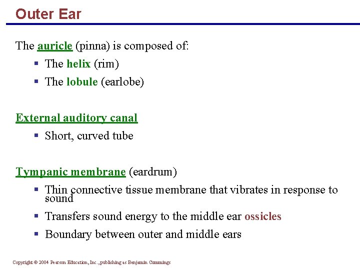 Outer Ear The auricle (pinna) is composed of: § The helix (rim) § The