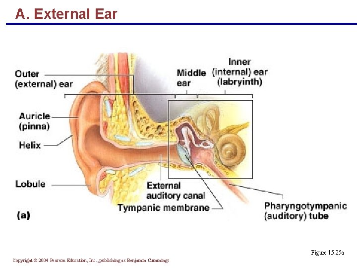 A. External Ear Figure 15. 25 a Copyright © 2004 Pearson Education, Inc. ,