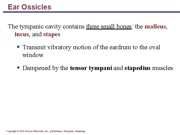 Ear Ossicles The tympanic cavity contains three small bones: the malleus, incus, and stapes