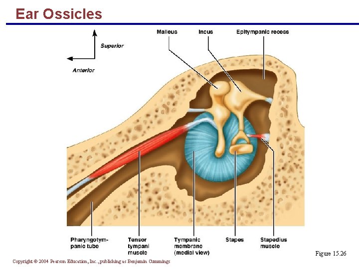 Ear Ossicles Figure 15. 26 Copyright © 2004 Pearson Education, Inc. , publishing as