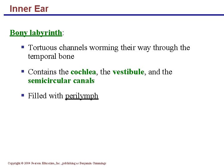 Inner Ear Bony labyrinth: § Tortuous channels worming their way through the temporal bone
