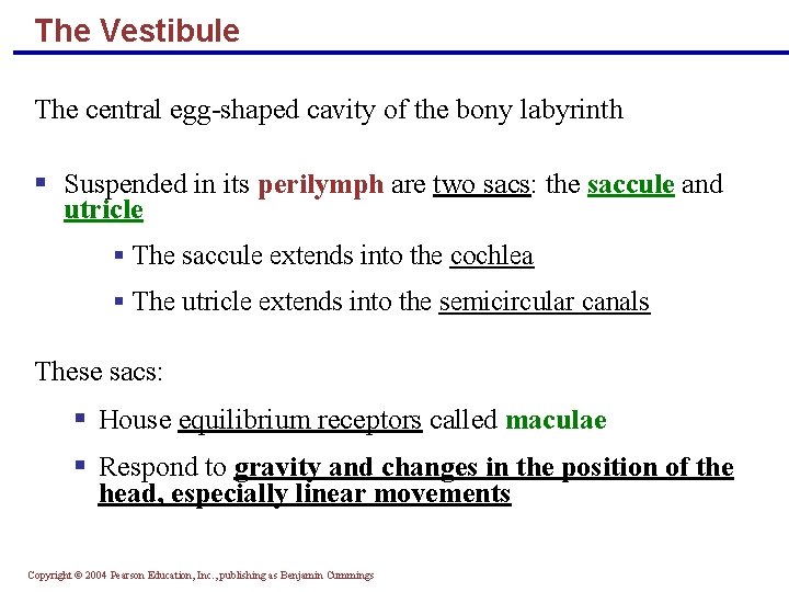 The Vestibule The central egg-shaped cavity of the bony labyrinth § Suspended in its