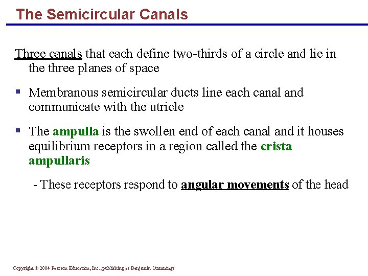 The Semicircular Canals Three canals that each define two-thirds of a circle and lie