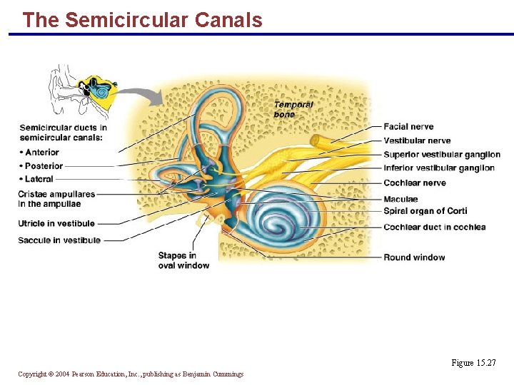 The Semicircular Canals Figure 15. 27 Copyright © 2004 Pearson Education, Inc. , publishing