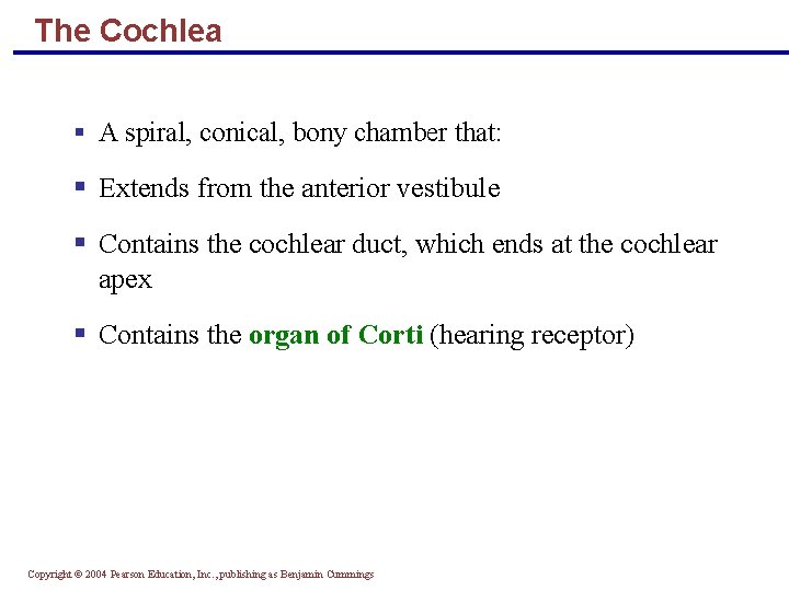 The Cochlea § A spiral, conical, bony chamber that: § Extends from the anterior