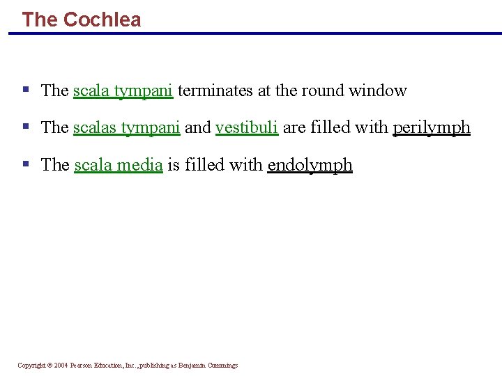 The Cochlea § The scala tympani terminates at the round window § The scalas