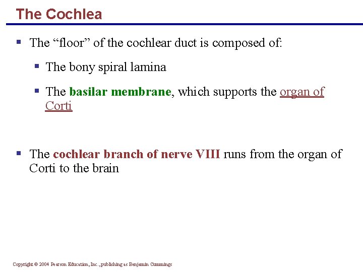 The Cochlea § The “floor” of the cochlear duct is composed of: § The