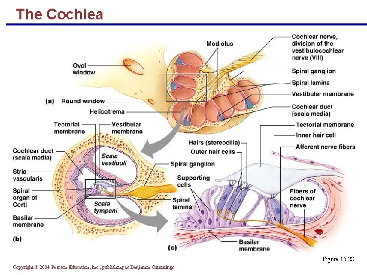 The Cochlea Figure 15. 28 Copyright © 2004 Pearson Education, Inc. , publishing as