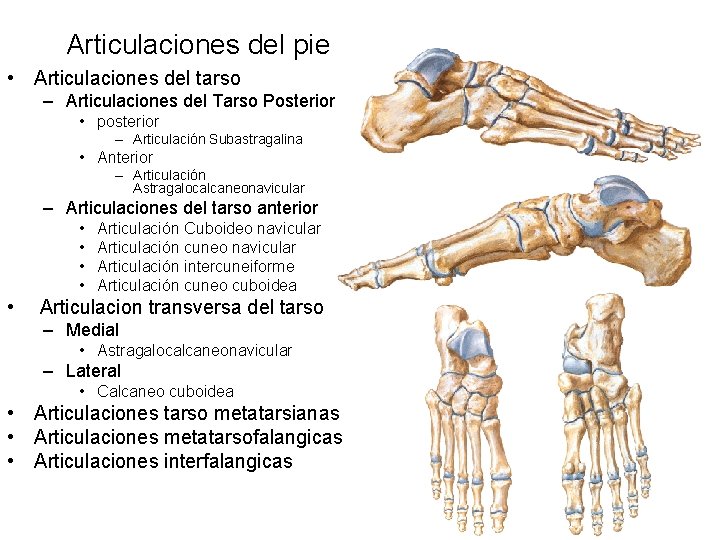 Articulaciones del pie • Articulaciones del tarso – Articulaciones del Tarso Posterior • posterior