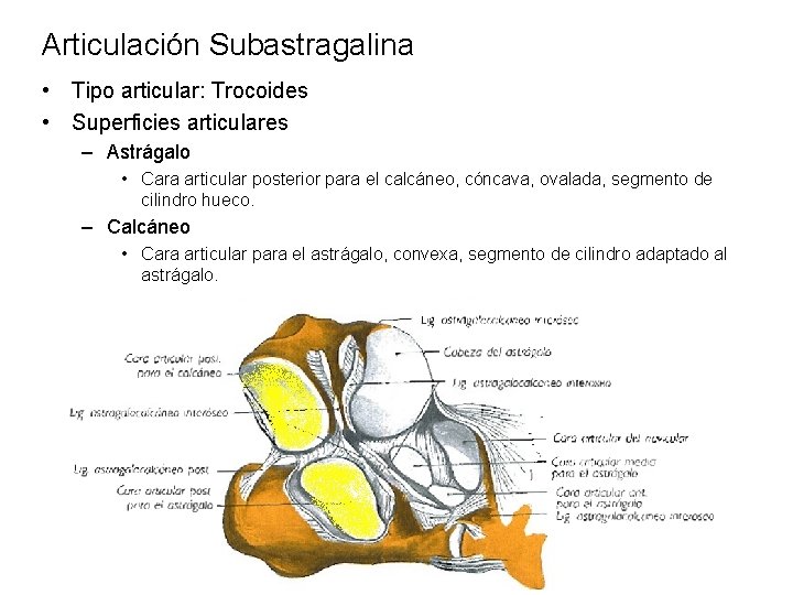 Articulación Subastragalina • Tipo articular: Trocoides • Superficies articulares – Astrágalo • Cara articular