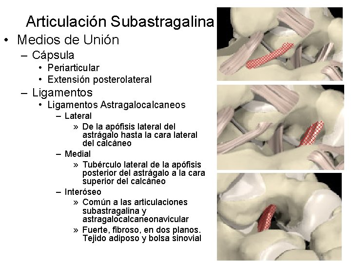 Articulación Subastragalina • Medios de Unión – Cápsula • Periarticular • Extensión posterolateral –