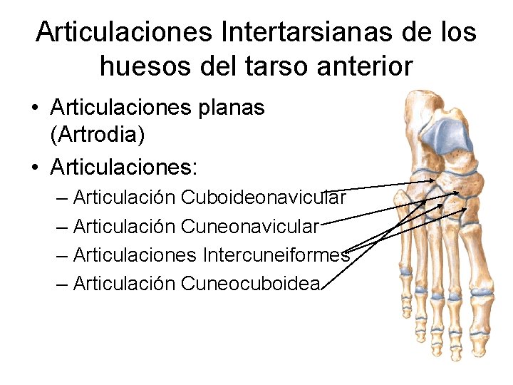 Articulaciones Intertarsianas de los huesos del tarso anterior • Articulaciones planas (Artrodia) • Articulaciones: