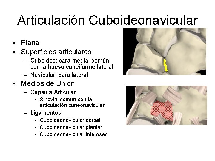 Articulación Cuboideonavicular • Plana • Superficies articulares – Cuboides: cara medial común con la