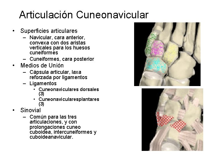 Articulación Cuneonavicular • Superficies articulares – Navicular, cara anterior, convexa con dos aristas verticales