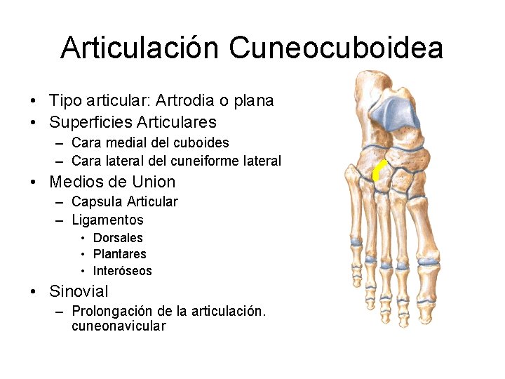 Articulación Cuneocuboidea • Tipo articular: Artrodia o plana • Superficies Articulares – Cara medial
