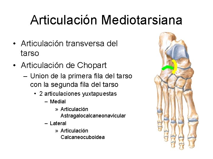 Articulación Mediotarsiana • Articulación transversa del tarso • Articulación de Chopart – Union de