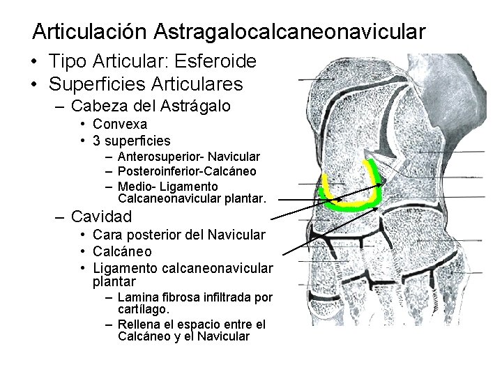 Articulación Astragalocalcaneonavicular • Tipo Articular: Esferoide • Superficies Articulares – Cabeza del Astrágalo •
