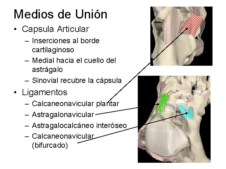 Medios de Unión • Capsula Articular – Inserciones al borde cartilaginoso – Medial hacia