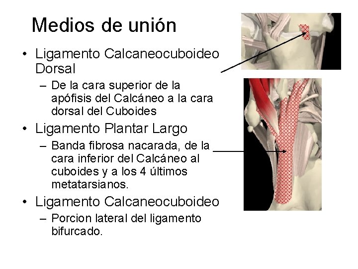 Medios de unión • Ligamento Calcaneocuboideo Dorsal – De la cara superior de la
