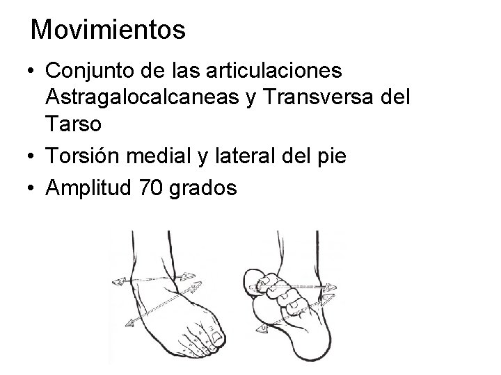 Movimientos • Conjunto de las articulaciones Astragalocalcaneas y Transversa del Tarso • Torsión medial