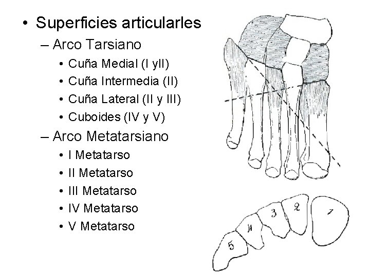  • Superficies articularles – Arco Tarsiano • • Cuña Medial (I y. II)