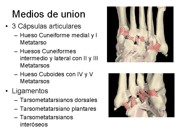 Medios de union • 3 Cápsulas articulares – Hueso Cuneiforme medial y I Metatarso