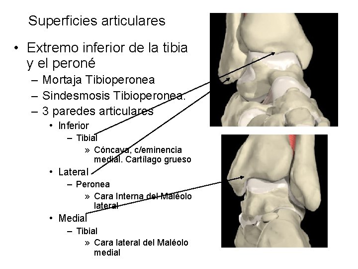 Superficies articulares • Extremo inferior de la tibia y el peroné – Mortaja Tibioperonea