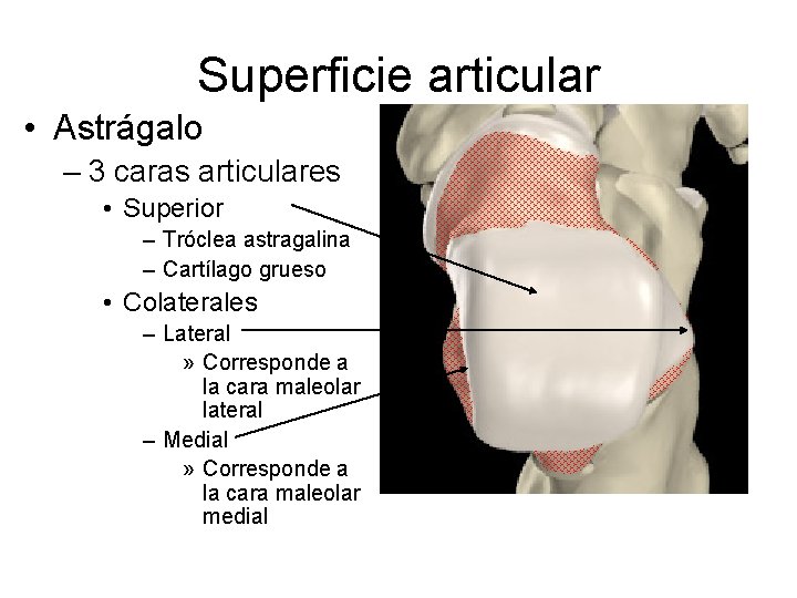 Superficie articular • Astrágalo – 3 caras articulares • Superior – Tróclea astragalina –