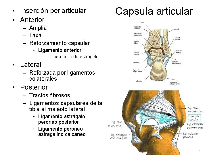 • Inserción periarticular • Anterior – Amplia – Laxa – Reforzamiento capsular •