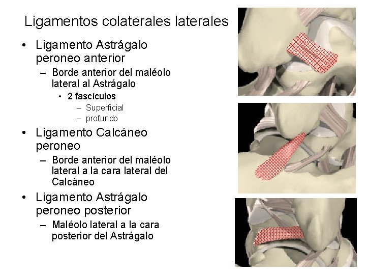 Ligamentos colaterales • Ligamento Astrágalo peroneo anterior – Borde anterior del maléolo lateral al