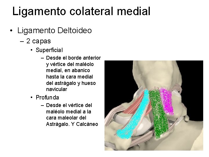 Ligamento colateral medial • Ligamento Deltoideo – 2 capas • Superficial – Desde el