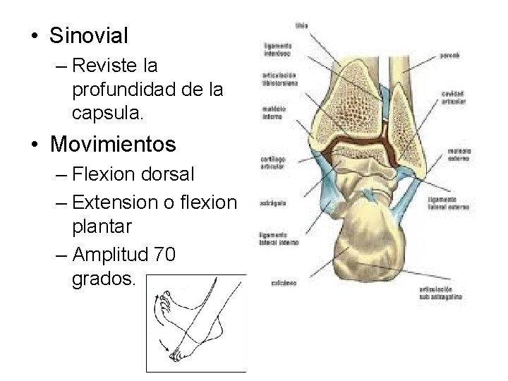  • Sinovial – Reviste la profundidad de la capsula. • Movimientos – Flexion
