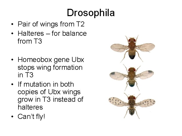 Drosophila • Pair of wings from T 2 • Halteres – for balance from