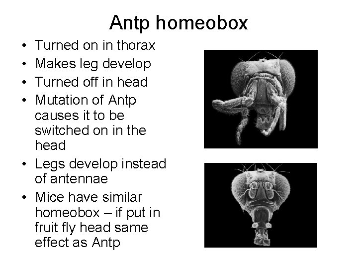 Antp homeobox • • Turned on in thorax Makes leg develop Turned off in