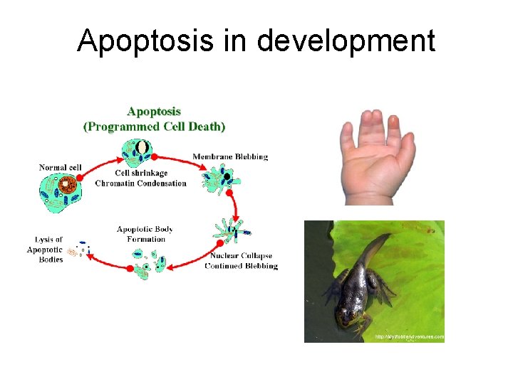 Apoptosis in development 