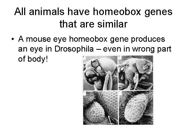 All animals have homeobox genes that are similar • A mouse eye homeobox gene