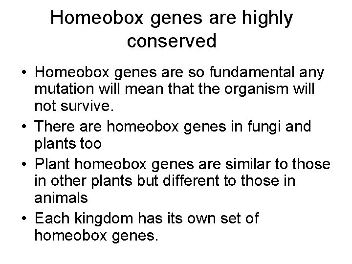 Homeobox genes are highly conserved • Homeobox genes are so fundamental any mutation will